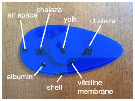 A 3D laser cut stratigrahic diagram of a chicken egg, with parts labeled, air space, chalaza, yolk, chalaza, albumin, shell, vitelline membrane.