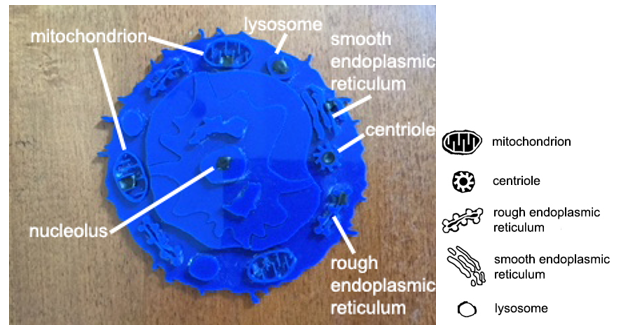 A 3D laser cut stratigraphic diagram of a cell and many organelles, with parts labeled, mitochondrion, lysosome, smooth endopasmic reticulum, centriole, nucleolus, rough endoplasmic reticulum.