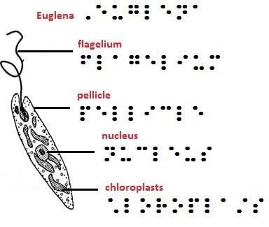 A diagram with braille for different parts of Euglena: flagelium, pellicle, nucleus, chloroplasts