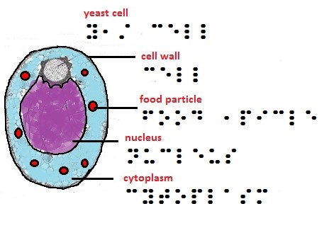 A diagram with braille for different parts of a yeast cell: cell wall, food particle, nucleus, cytoplasm