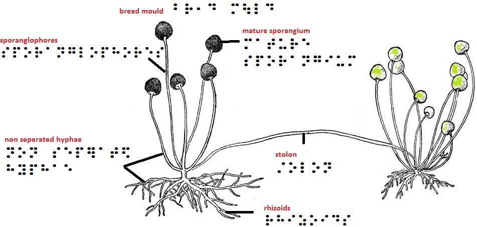 A diagram with braille for different parts of bread mould: sporanglophores, non separated hyphae, mature sporangium, stolon, rhizoids.