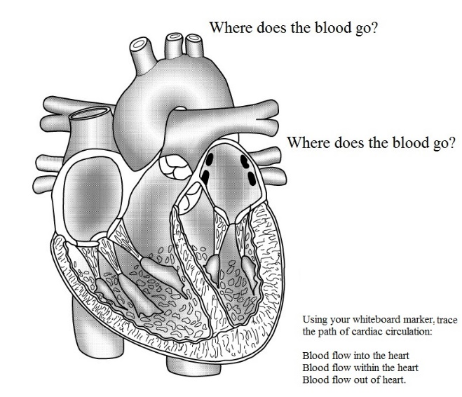 A diagram of a heart with a question 'Where does the blood go?' and instructions 'Using your whiteboard marker, trace the path of circulation: blood flow into the heart, blood flow within the heart, blood flow out of the heart'