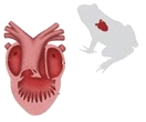 A drawing of a frog heart with a frog figure.