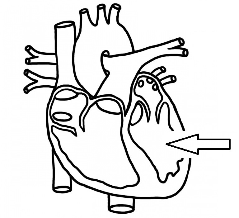 A diagram of the heart, with an arrow pointing to the left ventricle.