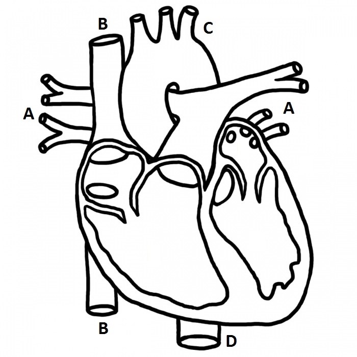 A diagram of the heart with different entry points labelled with letters.