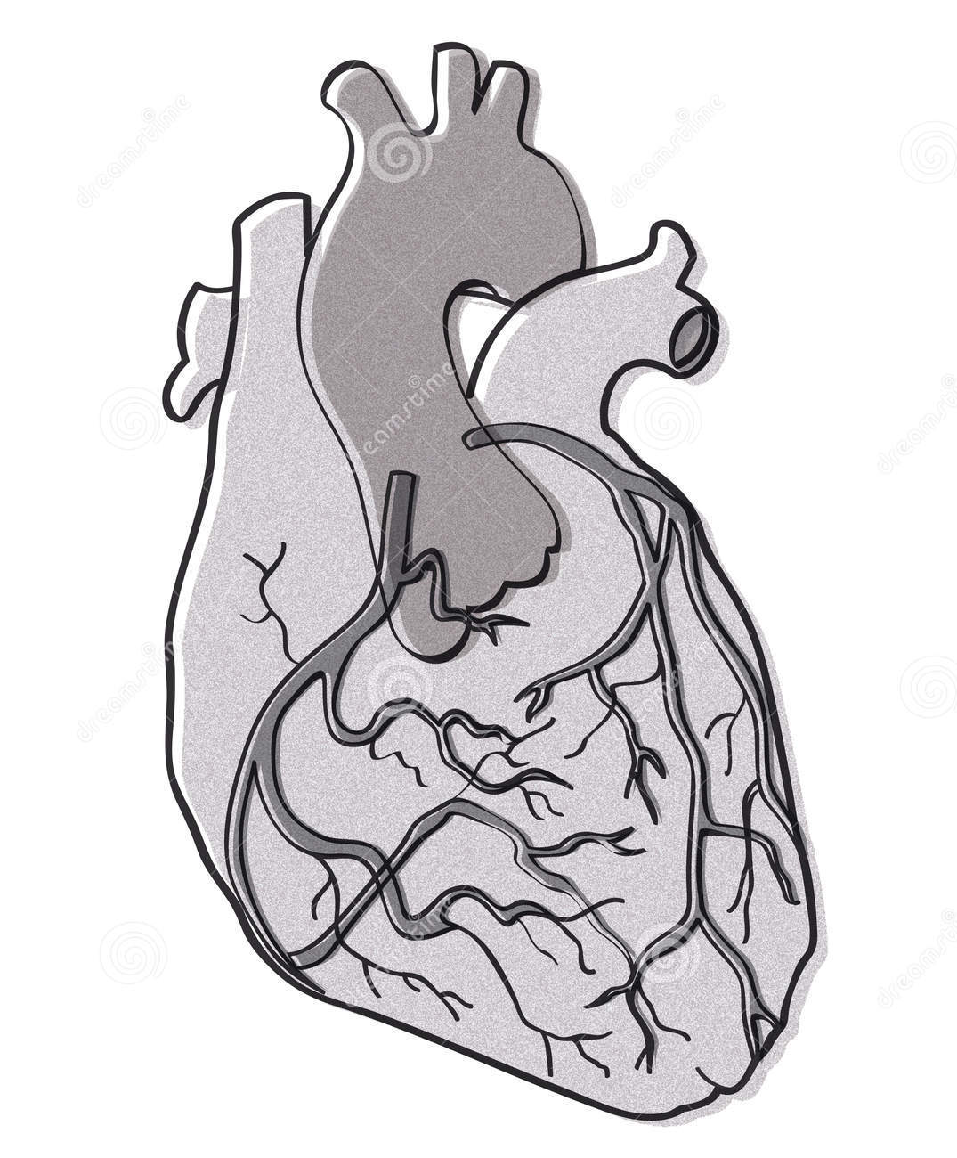 A diagram of the heart.