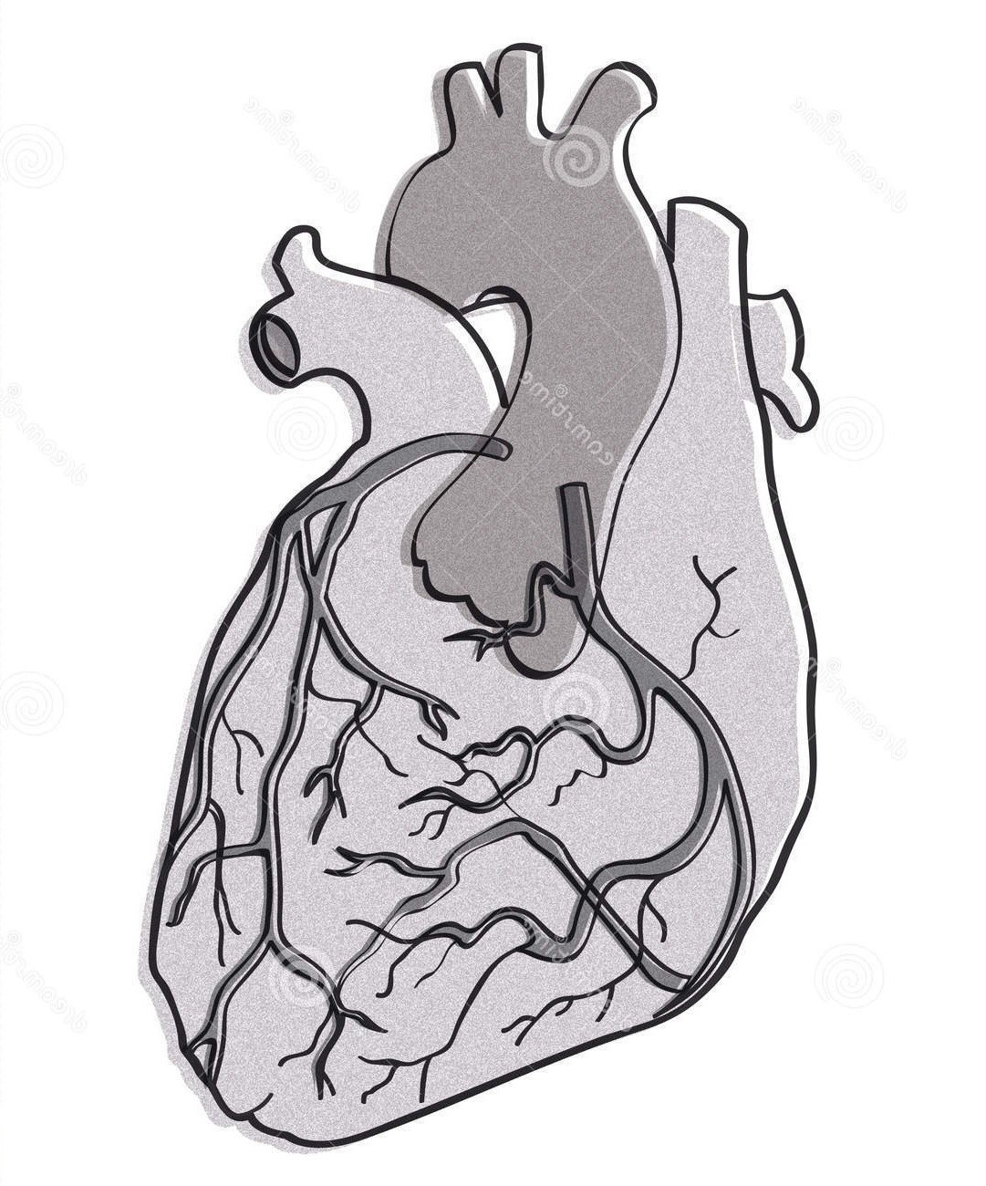 A diagram of the heart.