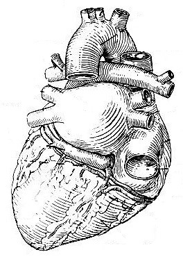 A diagram of the heart.