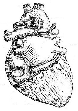 A diagram of the heart.