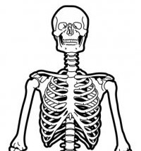 A drawing of a skeletion's upper half facing toward the viewer.